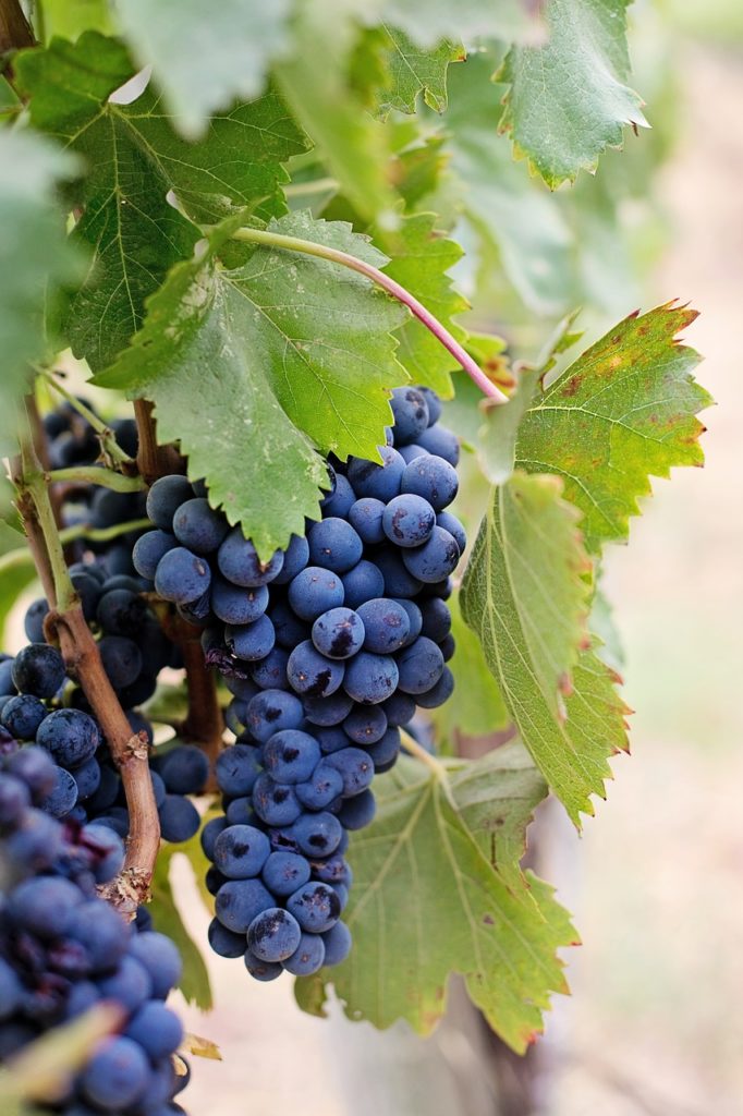 raisin Château Réal Martin