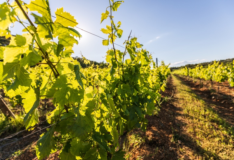 raisin Château Réal Martin